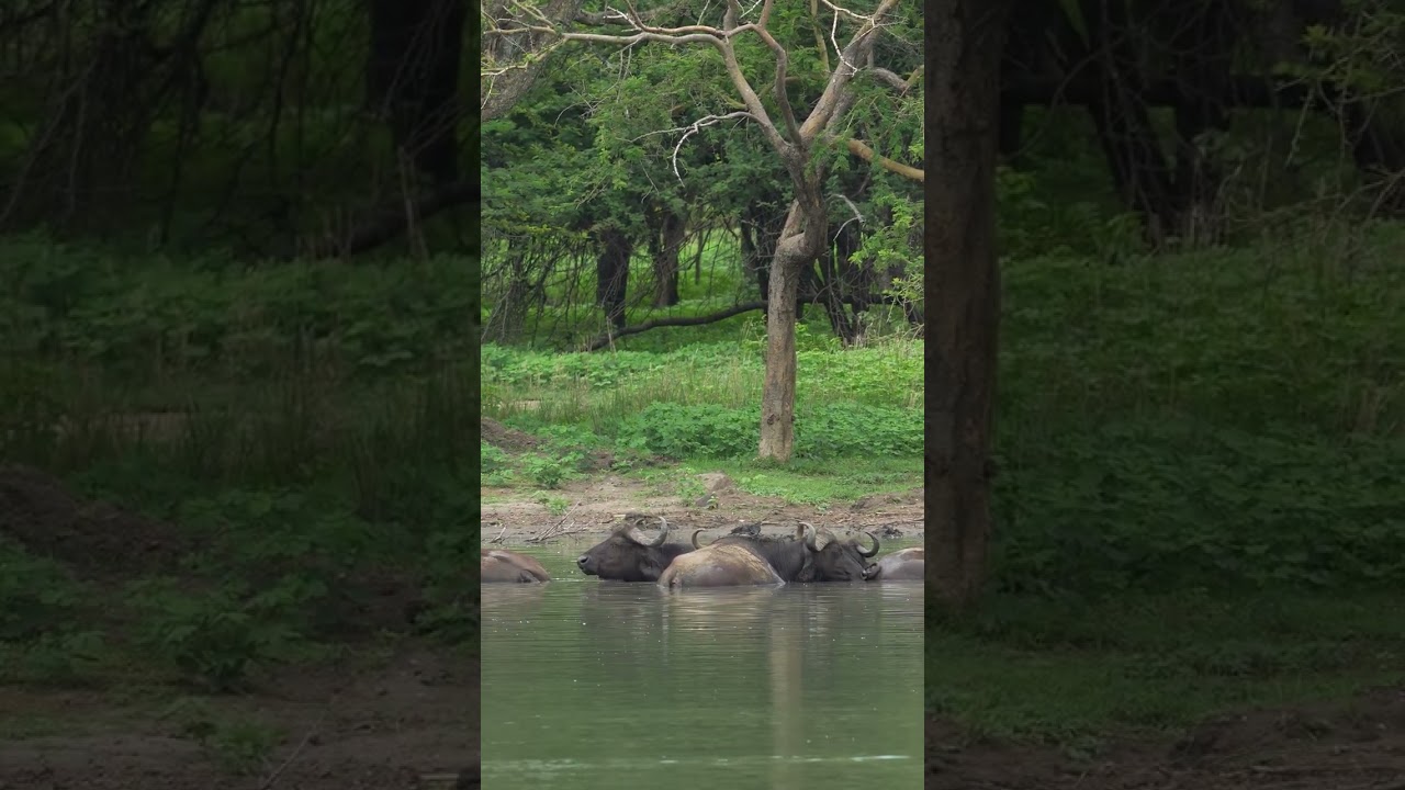 African buffalo — pure power, pure presence. A true giant of the wild 