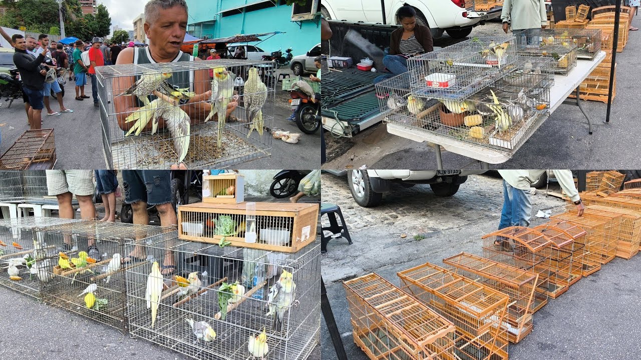 FEIRA DE PÁSSARO EXÓTICO E GAIOLA DE CAMPINA GRANDE-PB BAIRRO DA PRATA
