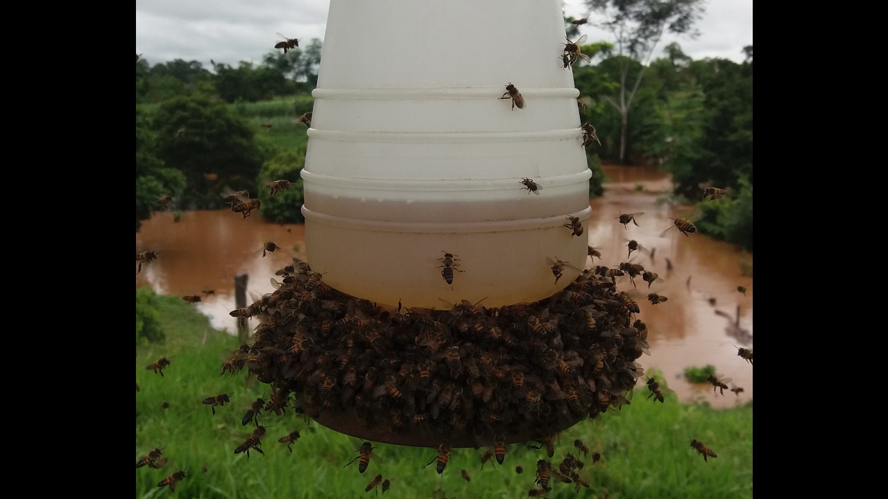 Como Alimentar Abelhas