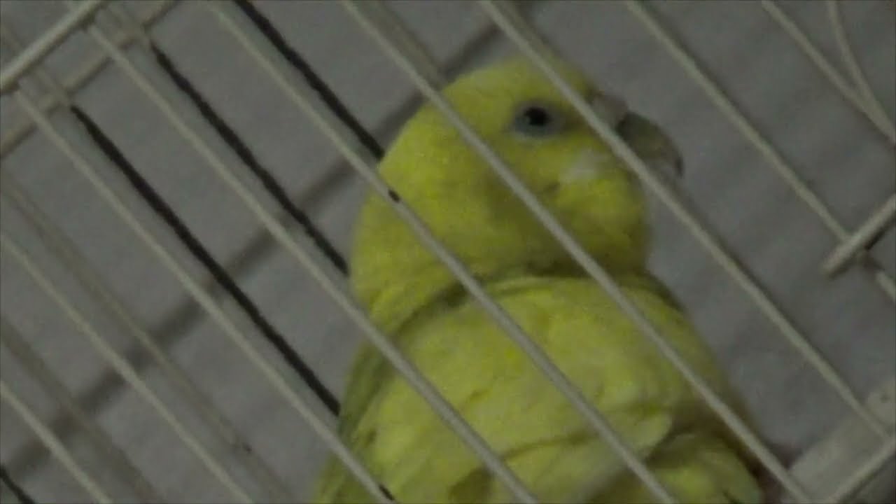 Лайма чистит пёрышки
