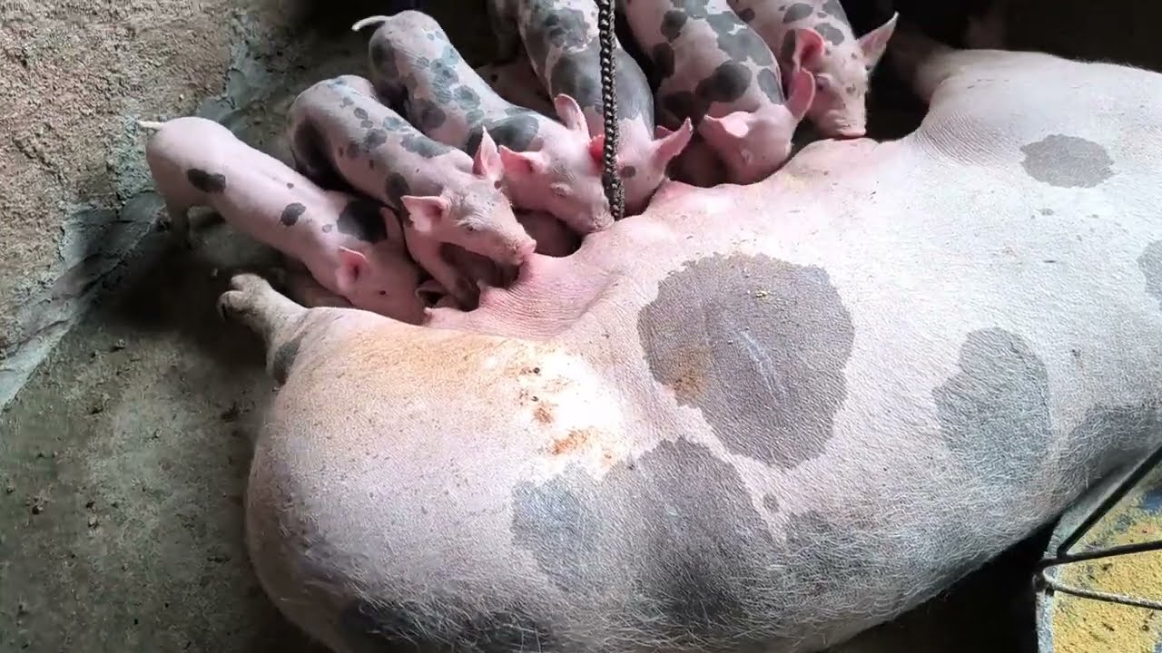 Como ensinar os leitões a comer ração com 5 dias de vida.#suinocultura 