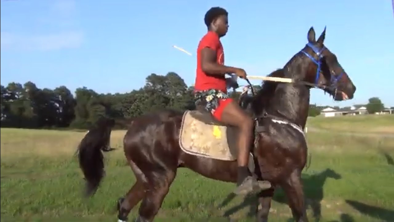 Undefeated Standardbred Race Horse 