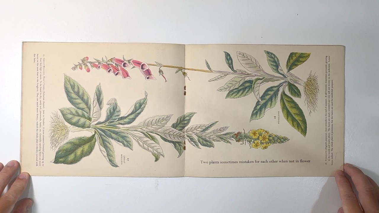 1949 WILD FLOWERS (Puffin Picture Book No 81) (4K HDR)