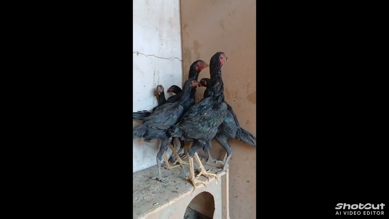  Mana Dakan joʻjalarni zoʻrlari