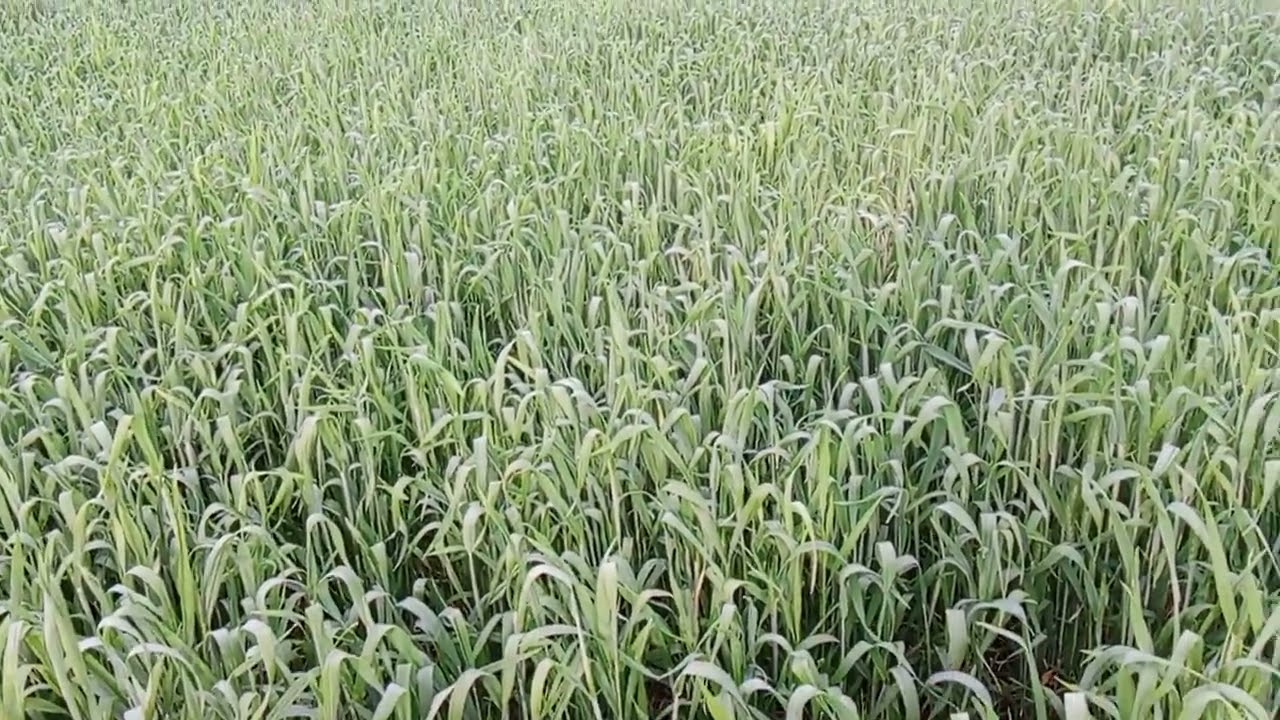 گندم کاشت 7_11_25_اج تارخ 9 _02_26 خوبصورت گندم ماشاء اللہ