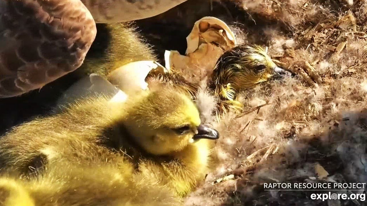 Decorah N1 Goose Cam 🐣 Sixth gosling fights its way out of shell in chaos of siblings 🐤 2024 Apr 14