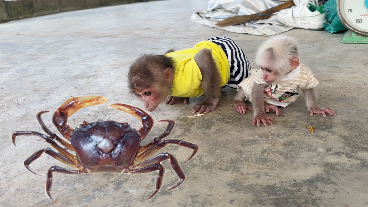 Monkey SinSin & ZiZi's reaction when meeting a crab for the first time