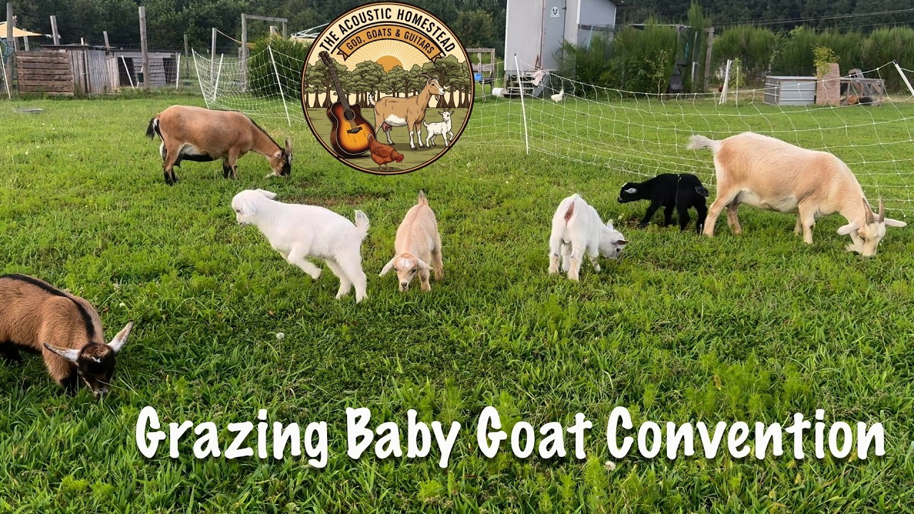 Baby Goats- A Grazing Convention!