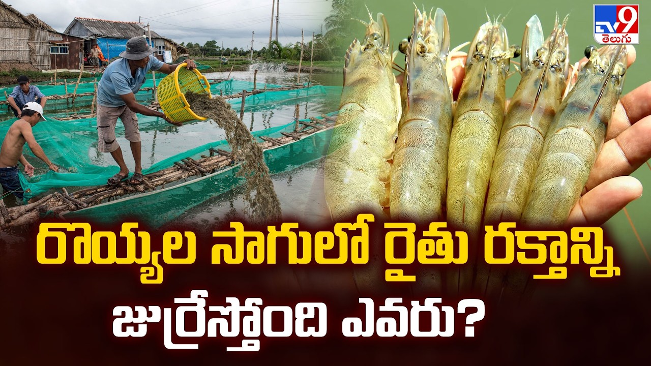 రొయ్యల సాగులో రైతు రక్తాన్ని జుర్రేస్తోంది ఎవరు? - TV9