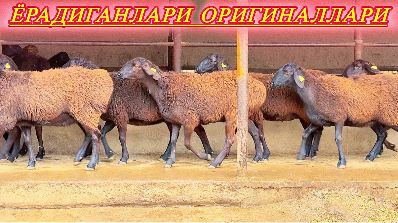 СУРХОНДАРЁ БАРАКАЛИ ЭЛИТА СОРТ ХИСОРИ ҚЎЙЛАРИНИ ЗЎРЛАРИ