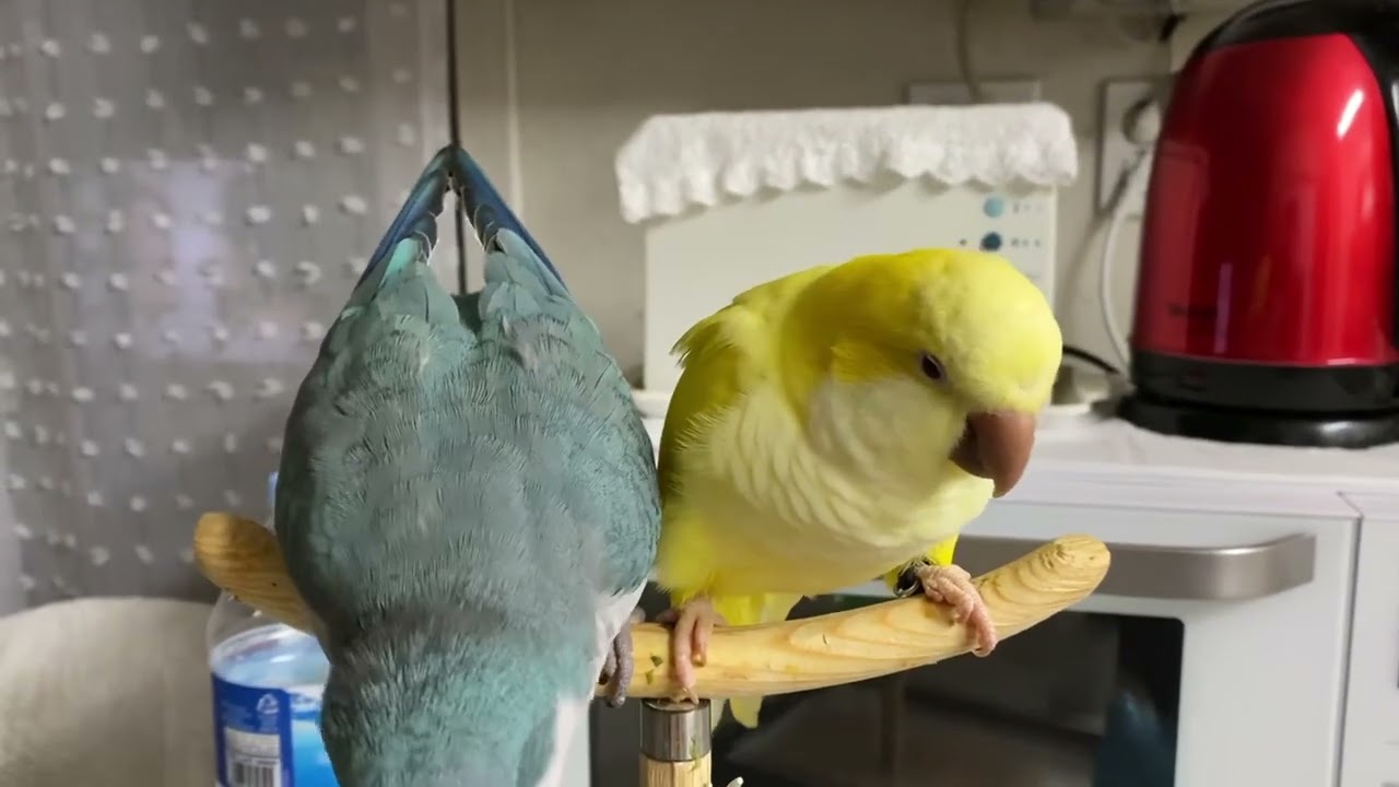 잘한앵이한테 간식줄꺼야(230711)~#앵무새 #parrot #퀘이커 