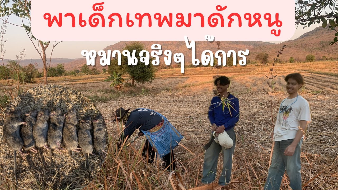 🐹ดักหนูเหยื่อเด็ด น้ำหอมทำเอง 🌳หมานๆเลยครับ 🙉
