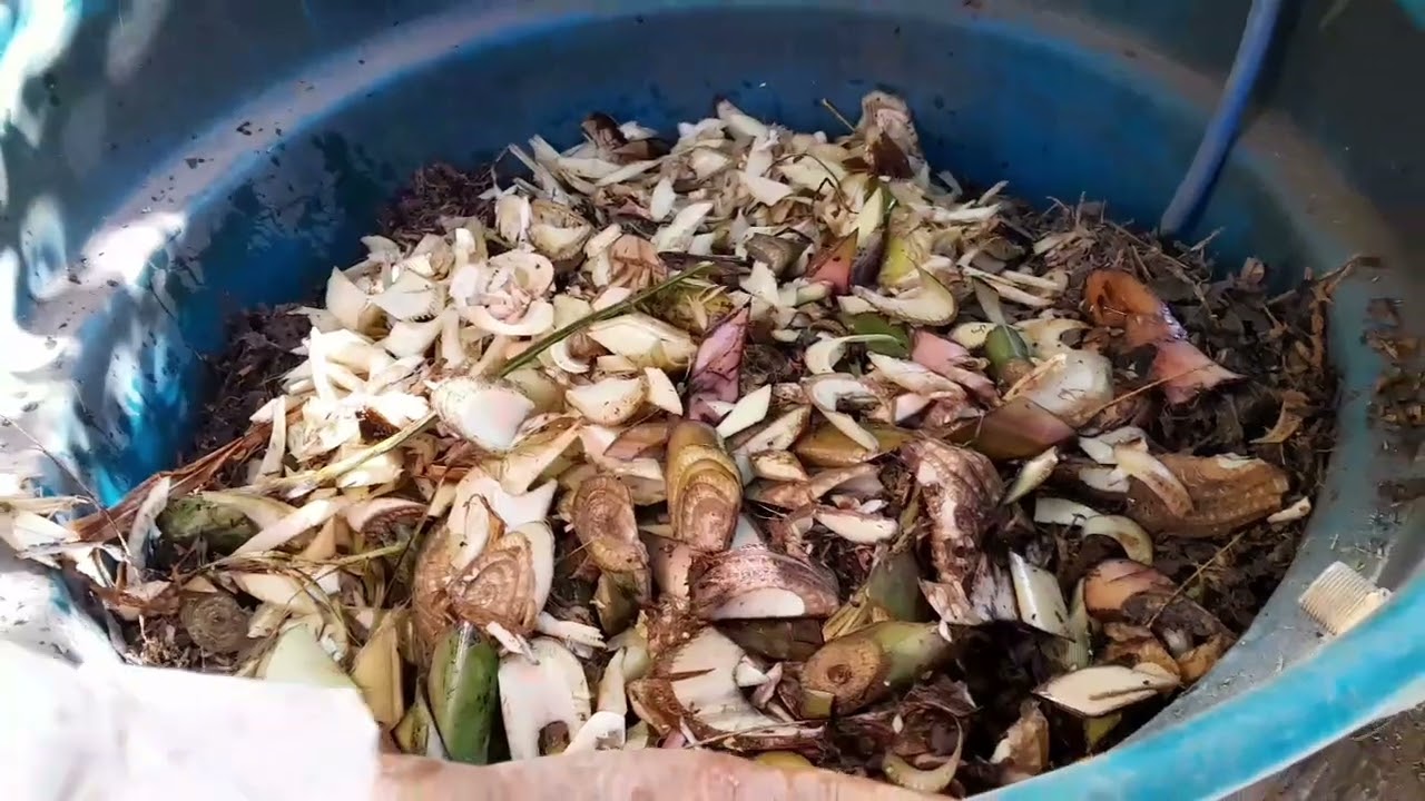 Produzindo Biofertilizante...