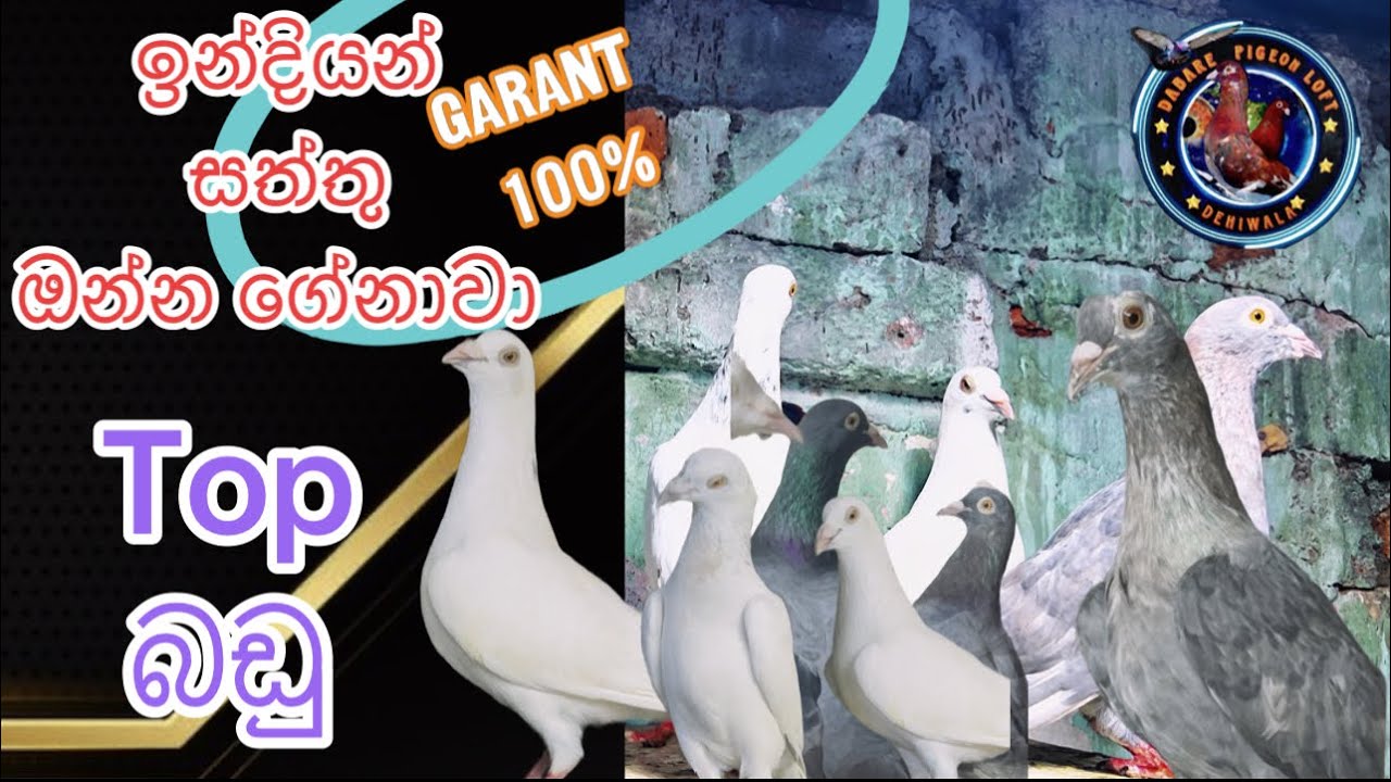 Indiyan 🇮🇳🇮🇳top බඩු 
