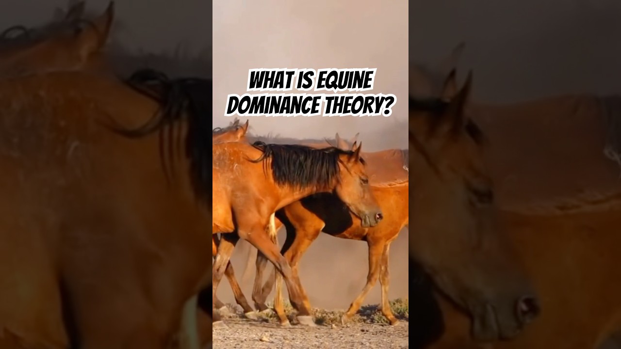 What is equine dominance theory? #horse #equestrian #horsetraining #equinebehaviour #dominance