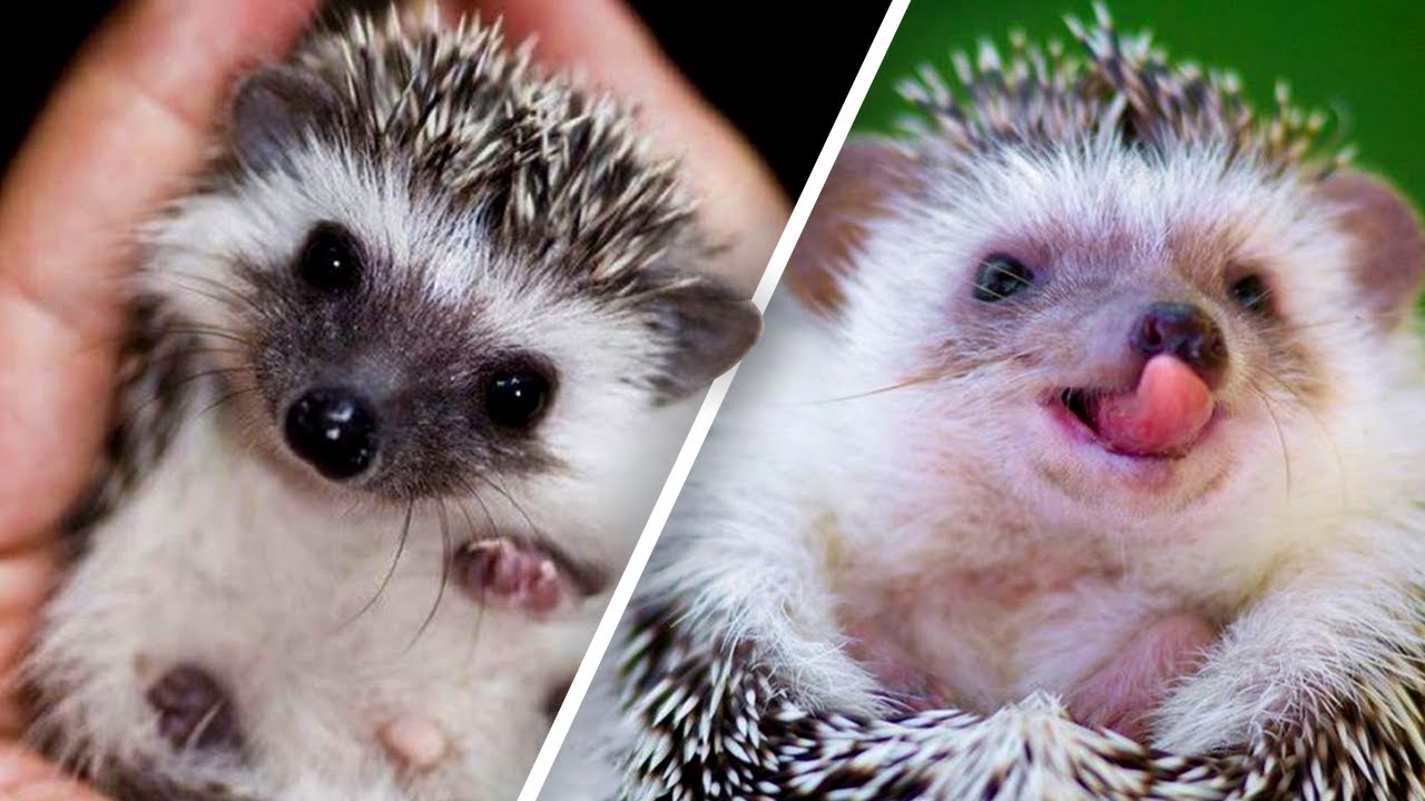 Cute, funny and absolutely adorable HEDGEHOGS!! 2020 💖