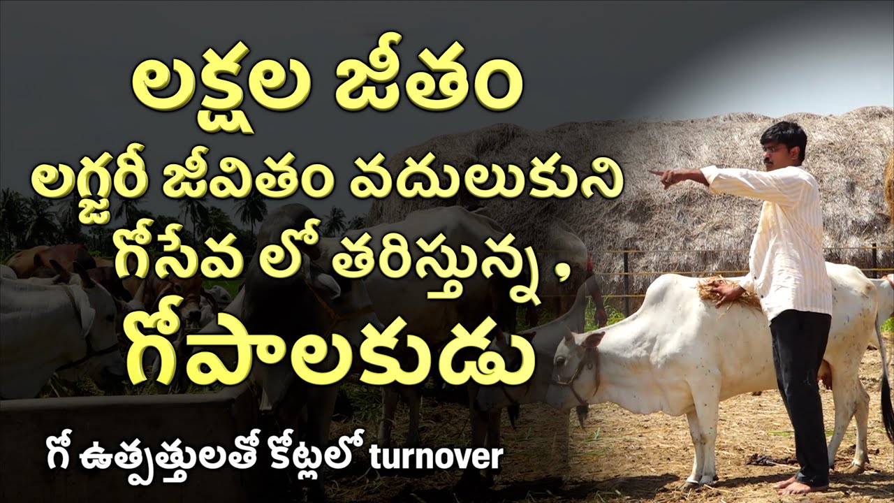 లక్షల జీతం, లగ్జరీ జీవితం వదులుకుని గోసేవ లో తరిస్తున్న గోపాలకుడు || #gosala #cow #healthyfood