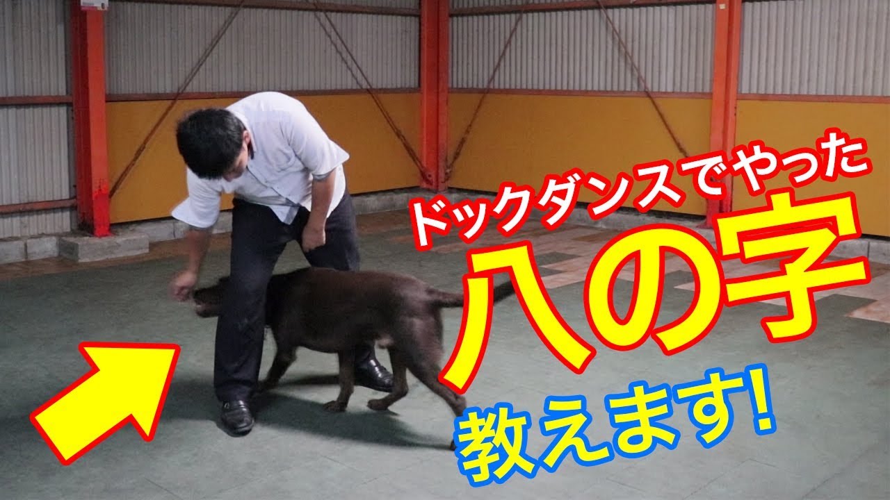 ドックダンスでやった八の字のやり方をお教えします♪
