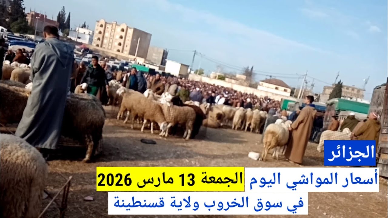 أسعار المواشي اليوم في سوق الخروب قسنطينة الجزائر الجمعة 13 مارس 2026