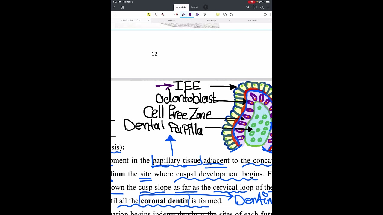 Oral Histology Lec.3 (Dentinogenesis) Part 1 / Department of Dentistry / 2nd Stage .