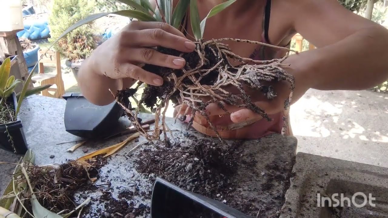 sobre as orquídeas e como utilizar leite de magnésio para fungo oídio