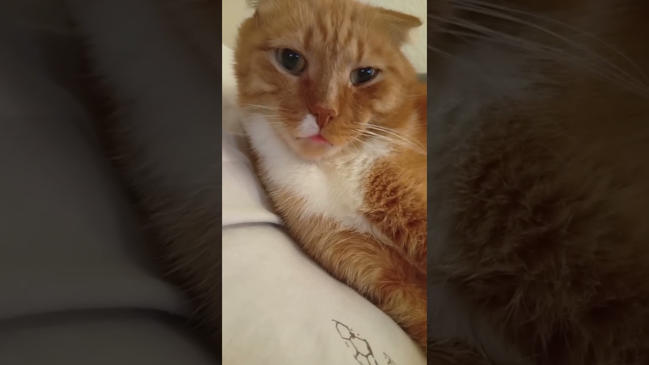Золотце Кешик😍🥰🐱