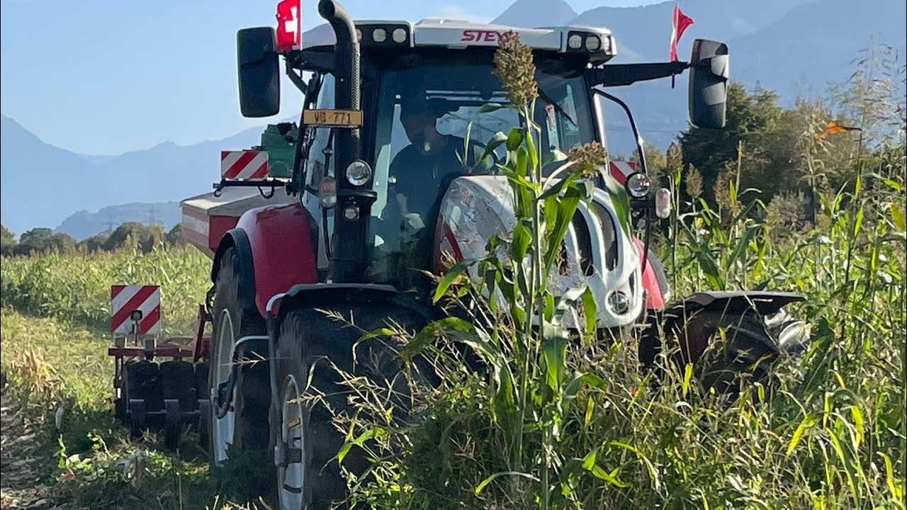semis sous couvert vivant de f&eacute;verole