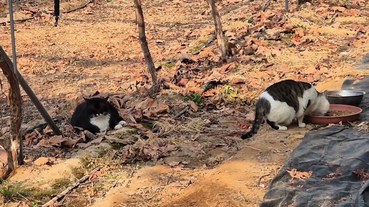 코코가 산책 가자고 멍엉~^^아픈아이들 💊 밥 잘 먹네요~이상하다 하면서 ㅡㅠㅠ 잘먹는 아이들 기특하네요~~