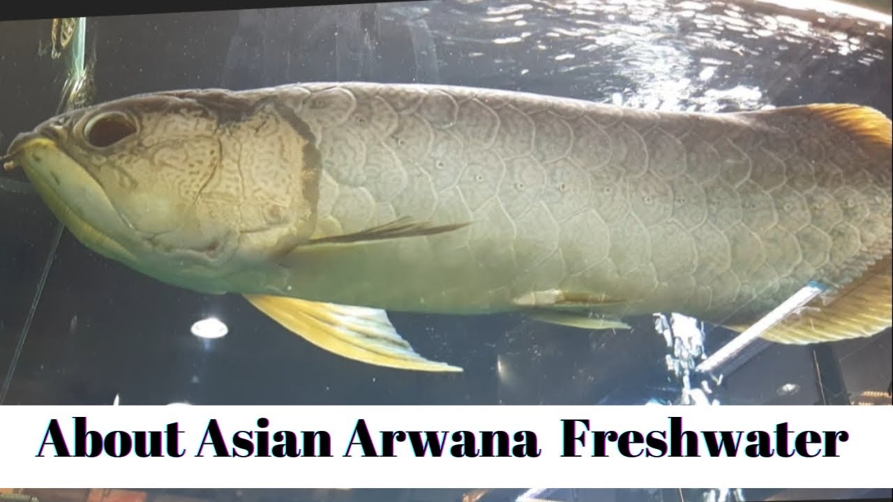 About Asian Arwana Freshwater 🐟 #videos  #asianarowana  #fishlovers  #arwana 