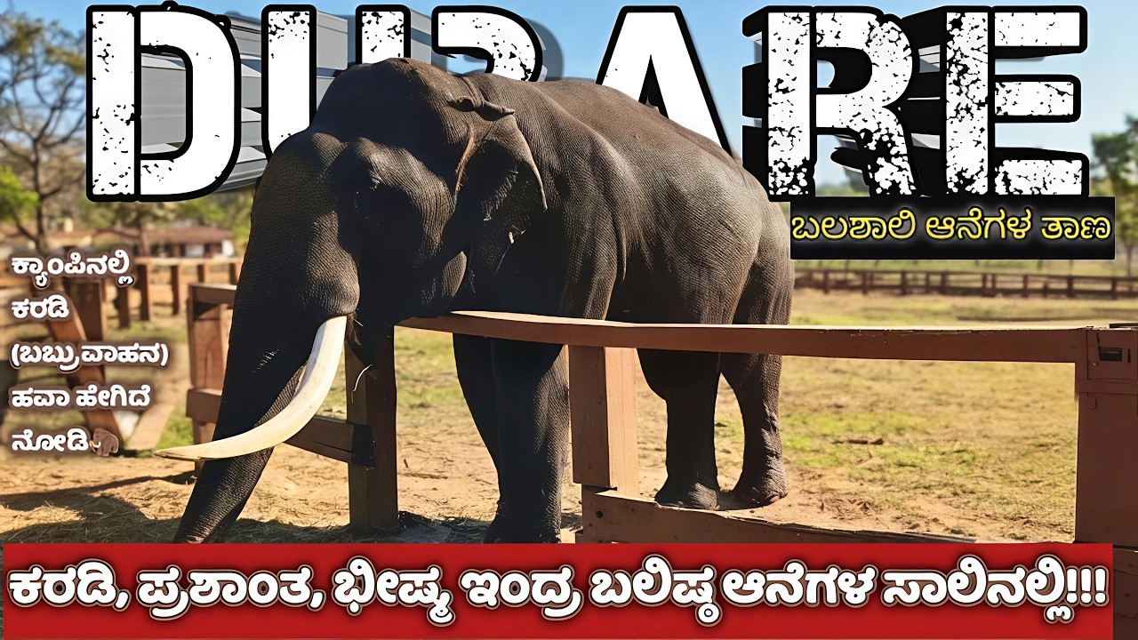 ದುಬಾರೆ - ಬಲಿಷ್ಟ ಆನೆಗಳ ತಾಣ| ಅಭಿಮನ್ಯು & ಪ್ರಶಾಂತ  ಸೆರೆಹಿಡಿದ ಕರಡಿ ಆನೆ ಈಗ ಹೇಗಿದ್ದಾನೆ | Part 1 #Abhimanyu 