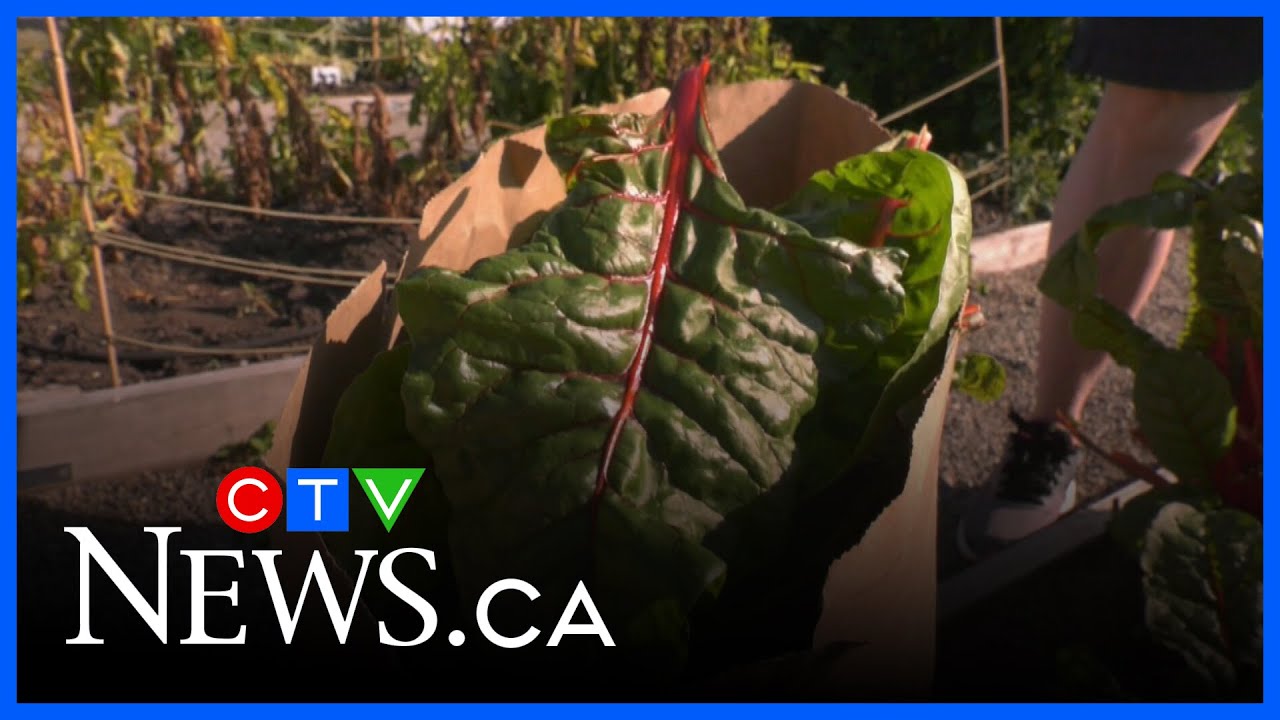 Community garden growing to give