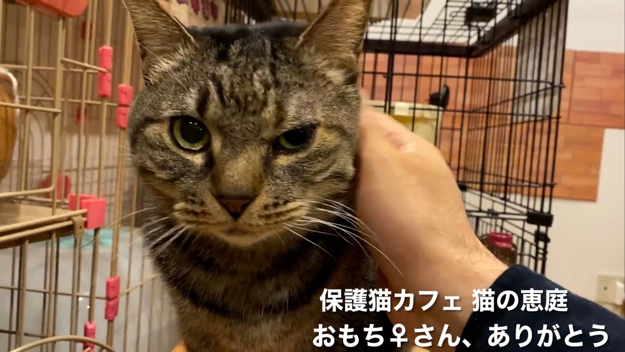 保護猫カフェ 猫の恵庭 おもち♀さん 2026/01