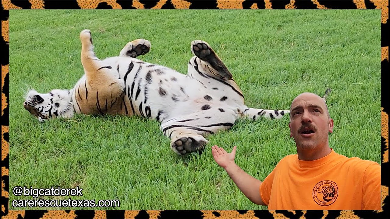 Tiger Flippin' | WATC 894