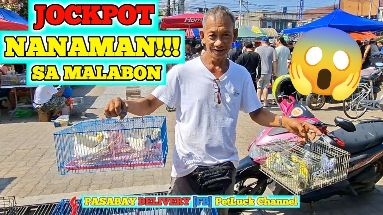 LOVEBIRDS SALE SA HULONG DUHAT MALABON