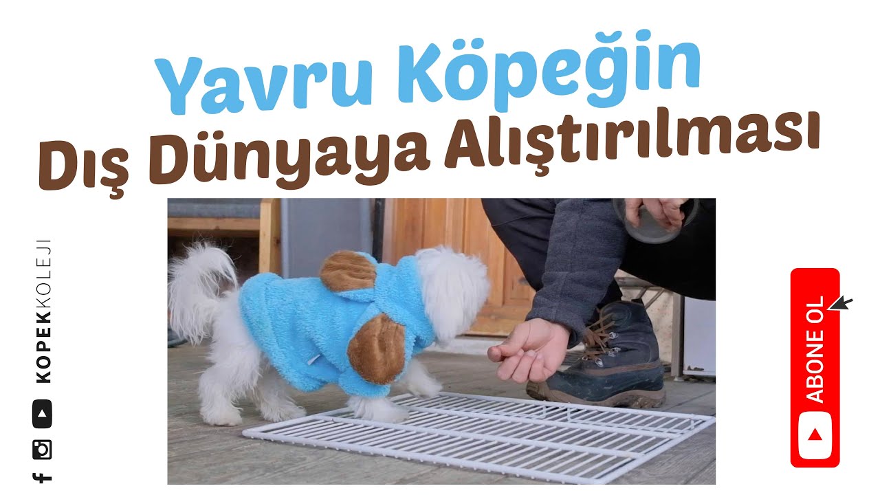 Yavru Köpeğin Dış Uyaranlara Alıştırılması