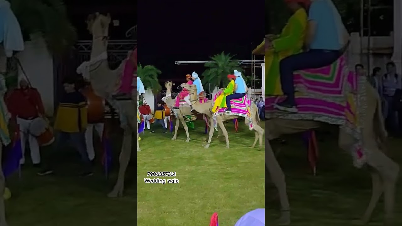 Camels Polo Event Jaipur || #polo #camels #event #poloevent #shorts #ytshorts #jaipur