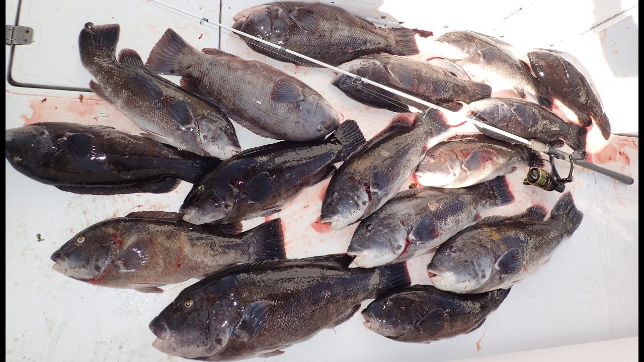 INSANE Big Blackfish Jig Fishing!