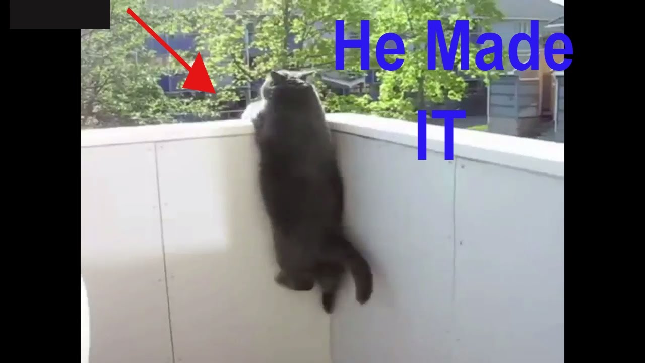 Funny Fat Cats Jumping Well Trying LOL