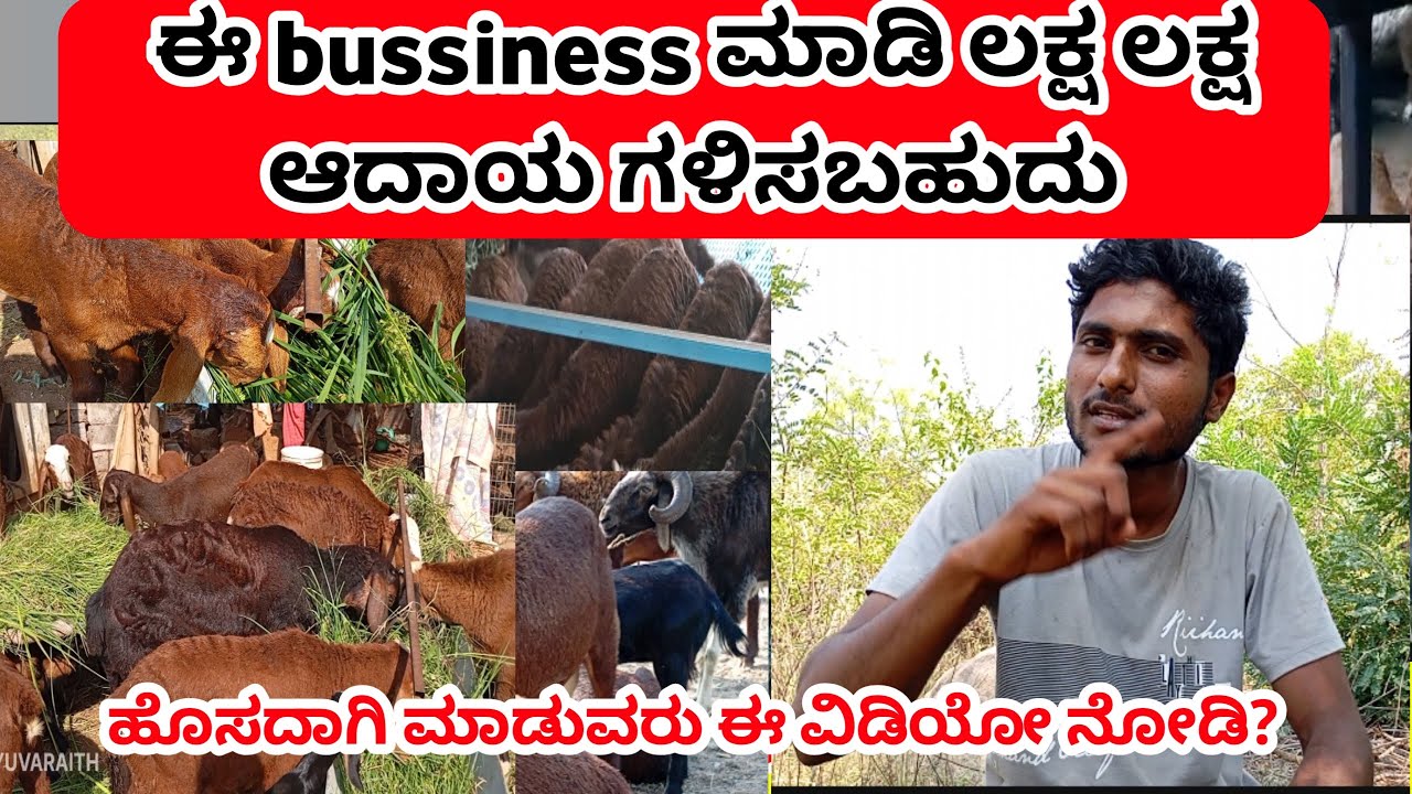 ನೀವು ಶ್ರೀಮಂತರಾಗಬೇಕಾ ಈ bussiness ಮಾಡಿ #bussiness  #Sheepfarming #tagarusakanike #kolisakanike