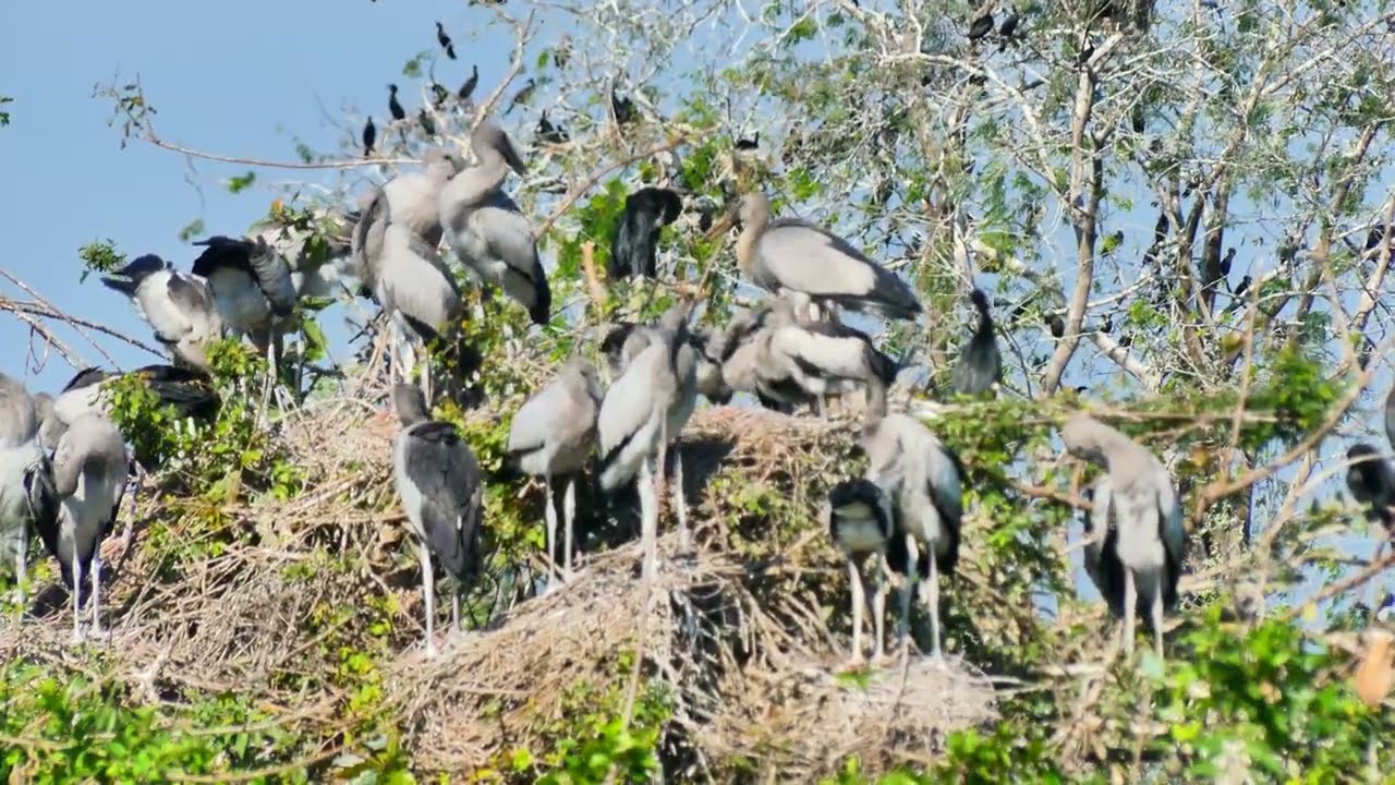 Freedom Of Bird Life Live In The Beautiful Forest and Peaceful Place  0059