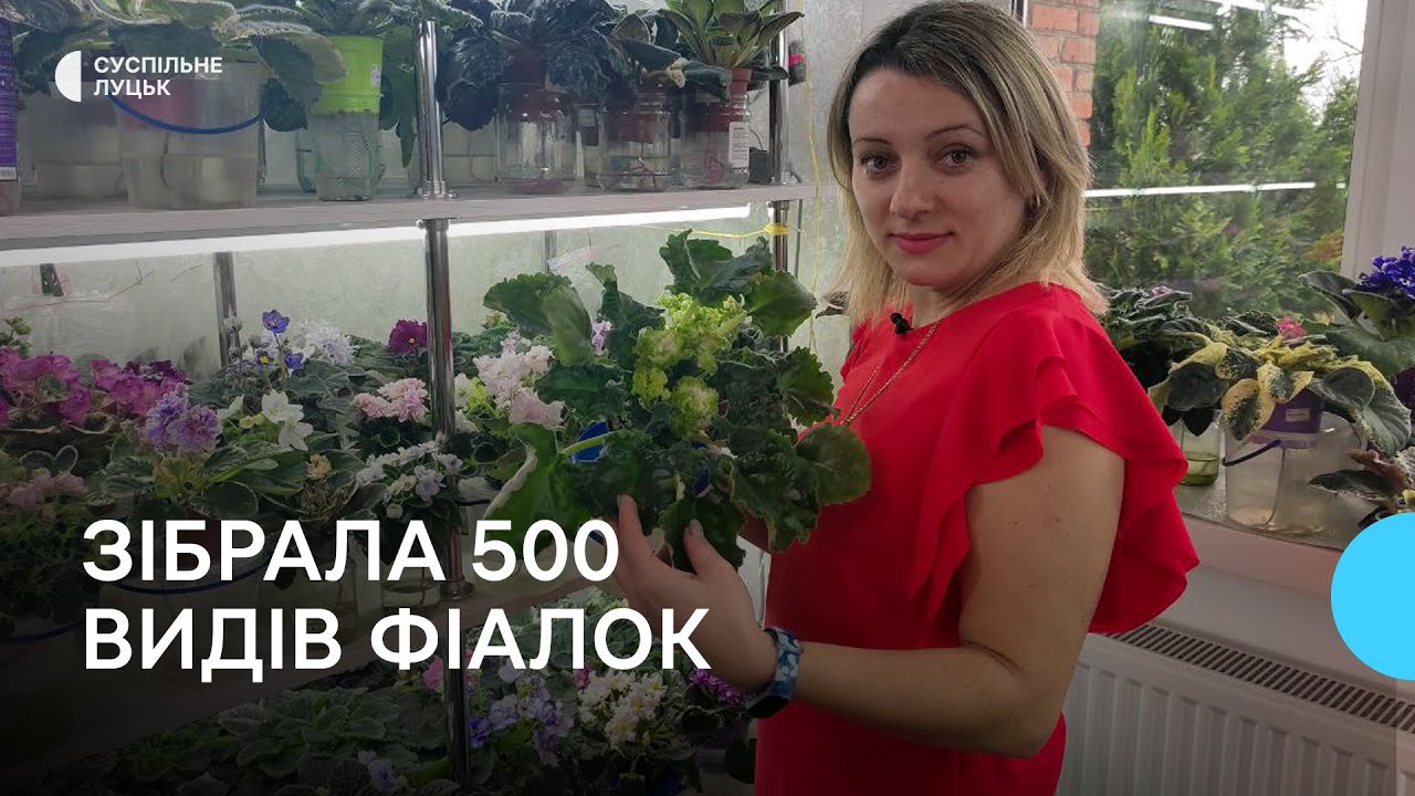 Волинянка зібрала колекцію з понад пів тисячі видів фіалок
