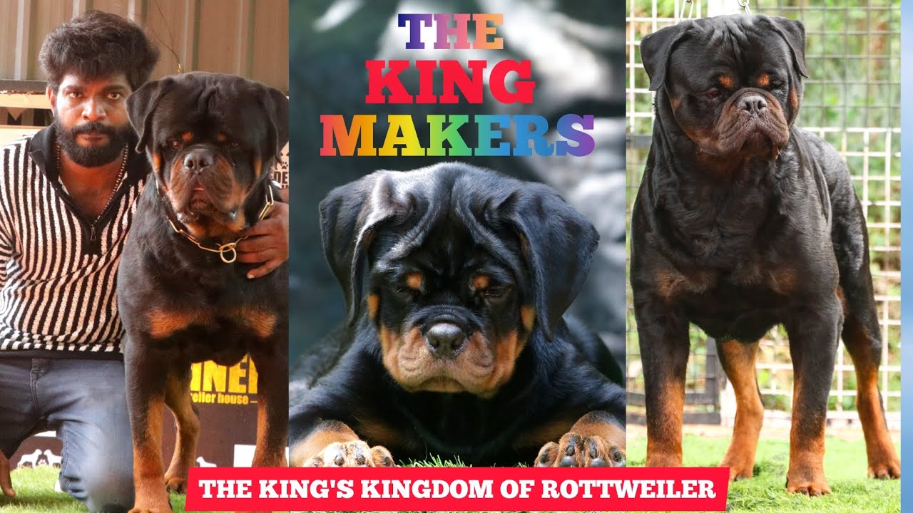 Best Timit-Tor Type Rottweiler kennel in India