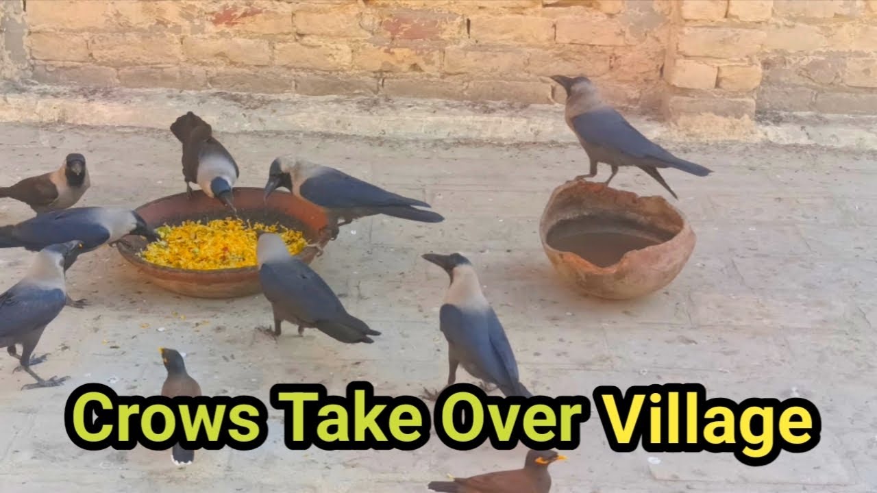 Crows Take Over Village for Breakfast Time🐦‍⬛