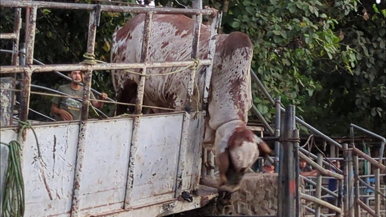 tiangue San Miguel el tránsito,,, mira como se les tiro y se les va el toro