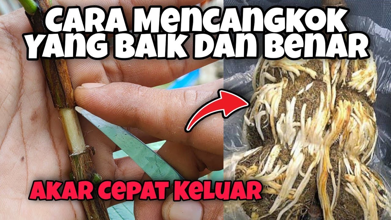 RAHASIA CARA CANGKOK JAMBU KRISTAL YANG BAIK DAN BENAR UNTUK PEMULA