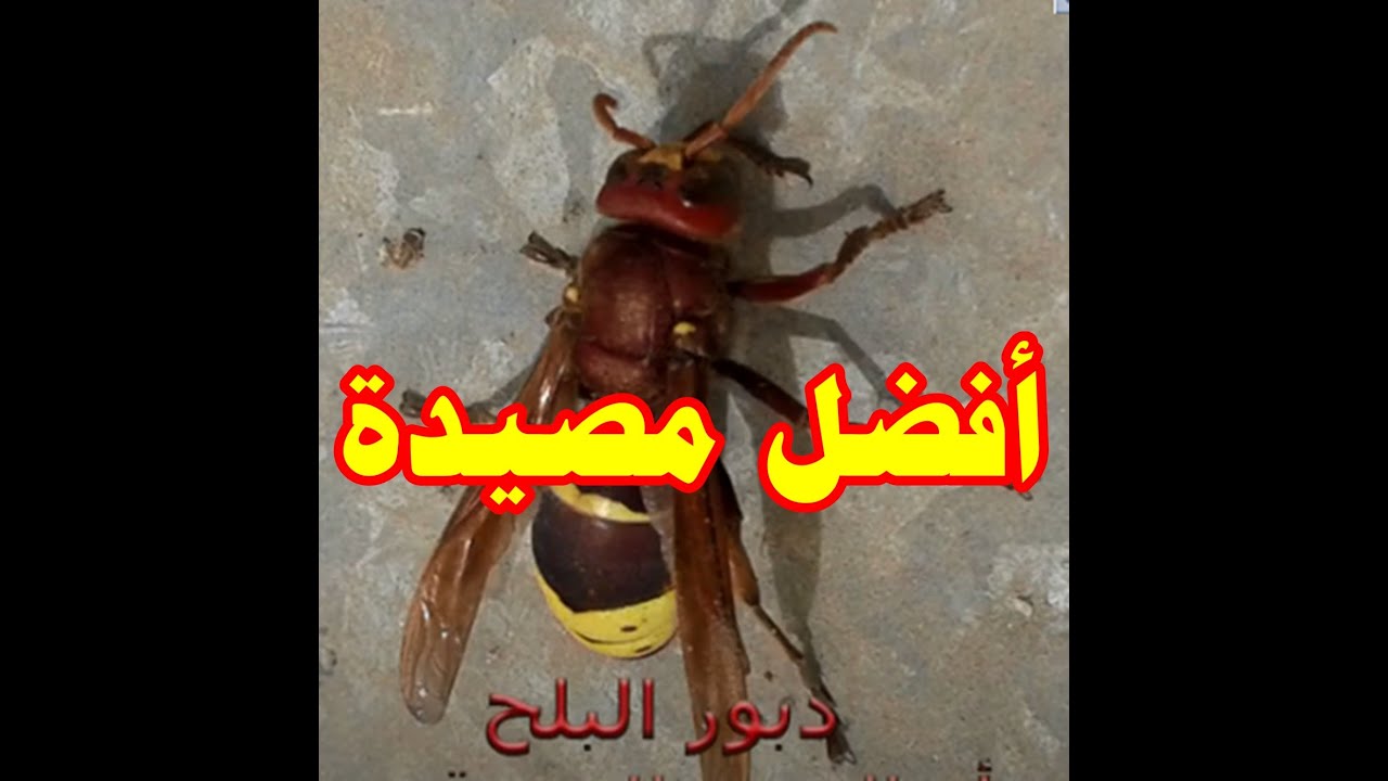 أفضل مصيدة للقضاء على الدبور  The best trap for hornets and bees wolf