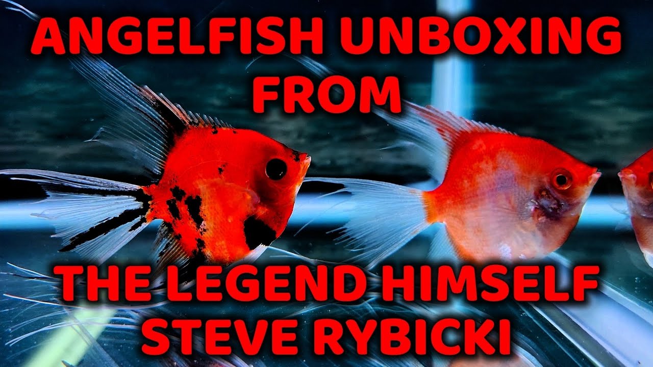 Angelfish Unboxing from the Legend Himself Steve Rybicki Angels Plus