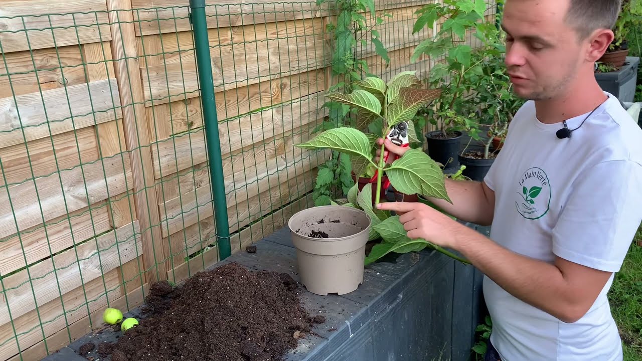 Comment bouturer un hortensia? Truc et astuce débutant.