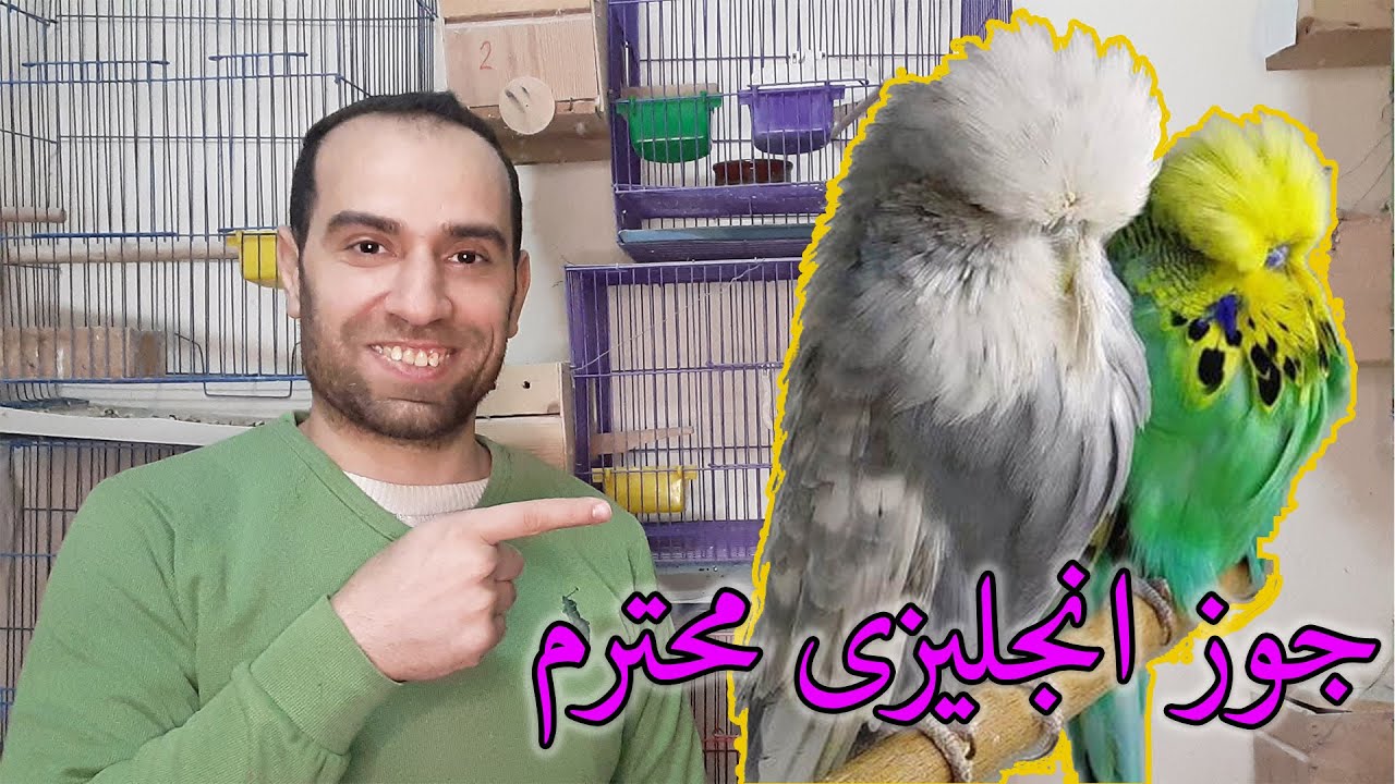 الفرق بين الانجليزى وطائر الانصاص بادجى