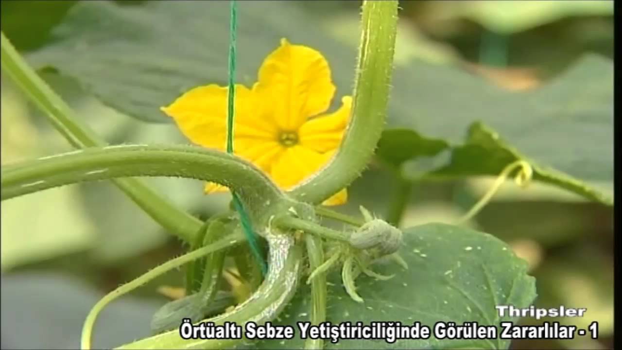 Örtüaltı Üretimde (Seracılıkta) Thripsler ve Mücadele Yöntemleri (HD)